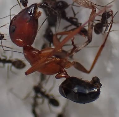 Camponotus floridanus photo 35