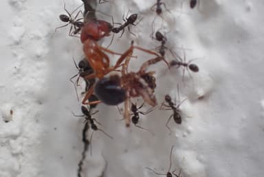 Camponotus floridanus photo 37
