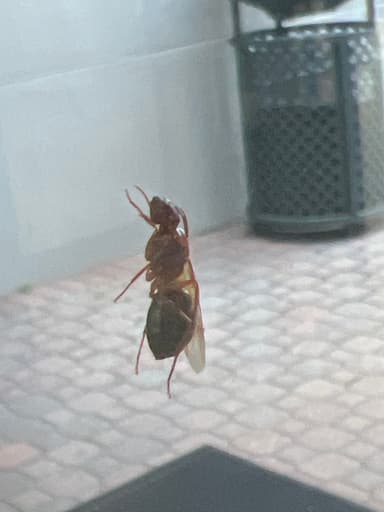 Camponotus floridanus photo 58