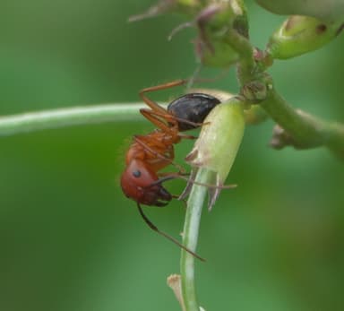 Camponotus floridanus photo 59