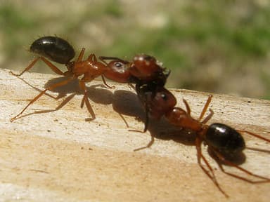 Camponotus floridanus photo 70