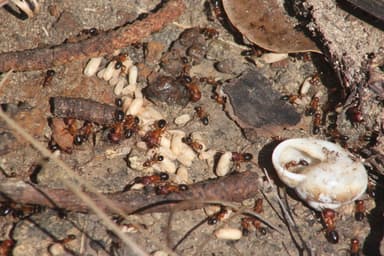 Camponotus floridanus photo 71
