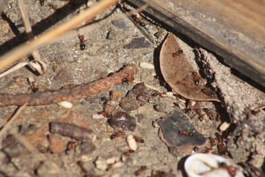 Camponotus floridanus photo 74