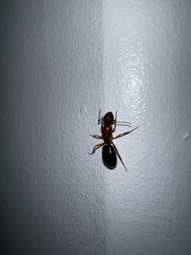 Camponotus floridanus photo 77