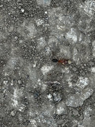 Camponotus floridanus photo 97