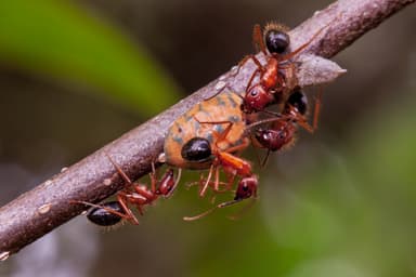 Camponotus floridanus photo 8