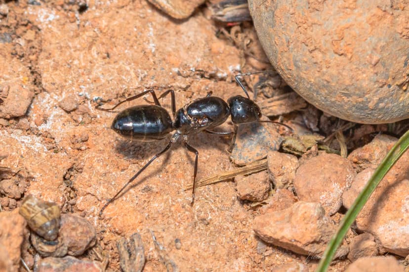 Camponotus foreli photo 1