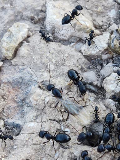 Camponotus foreli photo 3