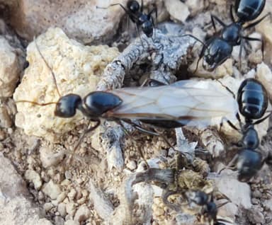 Camponotus foreli photo 6