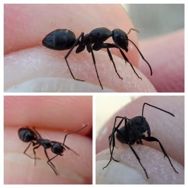 Camponotus foreli photo 7