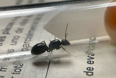 Camponotus foreli photo 8