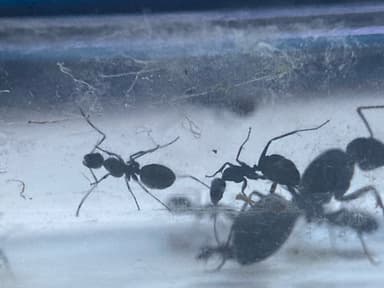 Camponotus foreli photo 9