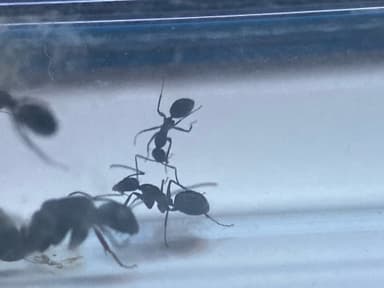 Camponotus foreli photo 10