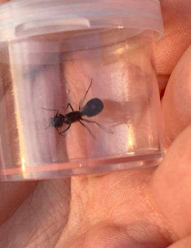 Camponotus foreli photo 12