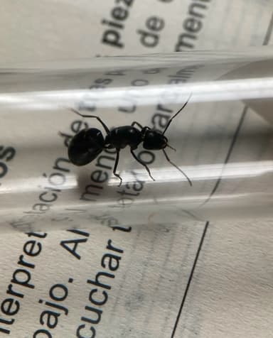 Camponotus foreli photo 13