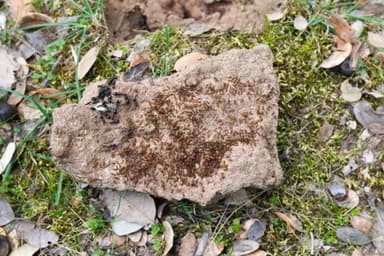 Camponotus foreli photo 14