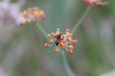 Camponotus foreli photo 16