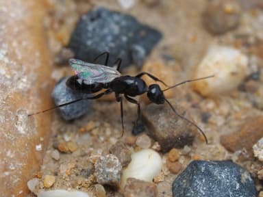 Camponotus foreli photo 18
