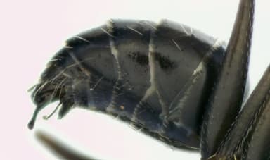 Camponotus foreli photo 26