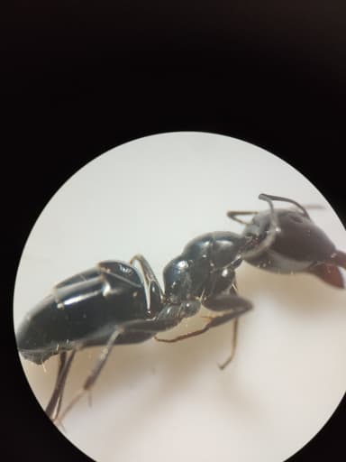 Camponotus foreli photo 28