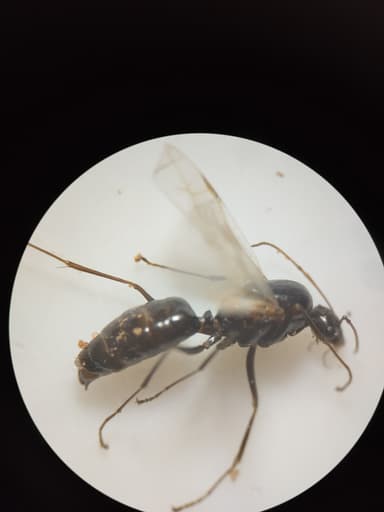 Camponotus foreli photo 33