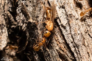 Camponotus fragilis photo 7
