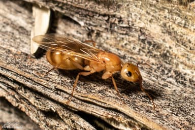 Camponotus fragilis photo 8