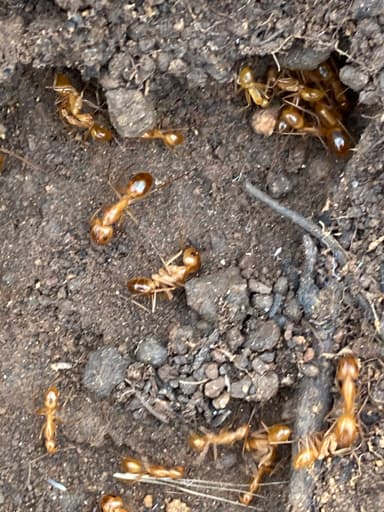 Camponotus fragilis photo 18