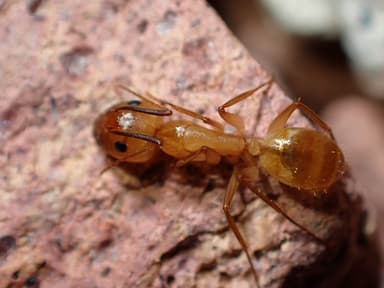Camponotus fragilis photo 20