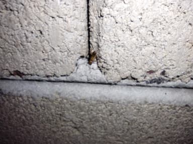 Camponotus fragilis photo 22