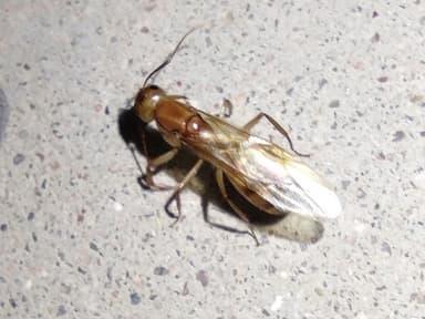 Camponotus fragilis photo 23