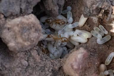 Camponotus fragilis photo 24