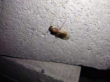 Camponotus fragilis photo 25