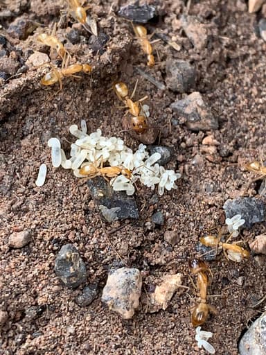 Camponotus fragilis photo 26