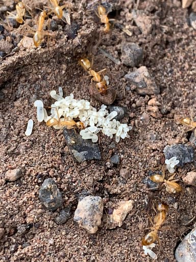 Camponotus fragilis photo 27