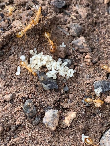 Camponotus fragilis photo 28