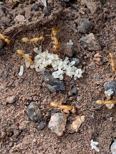 Camponotus fragilis photo 30