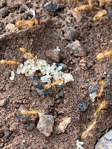 Camponotus fragilis photo 32