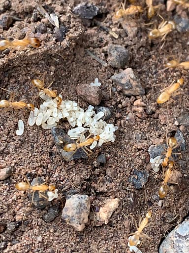 Camponotus fragilis photo 33