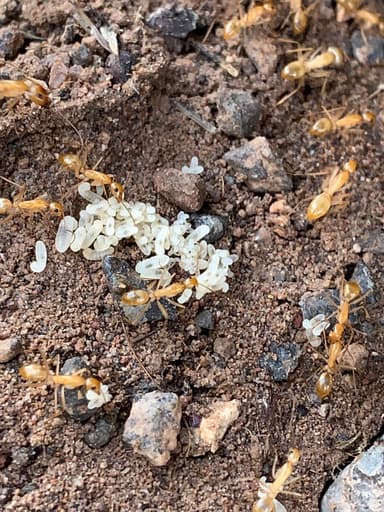 Camponotus fragilis photo 34