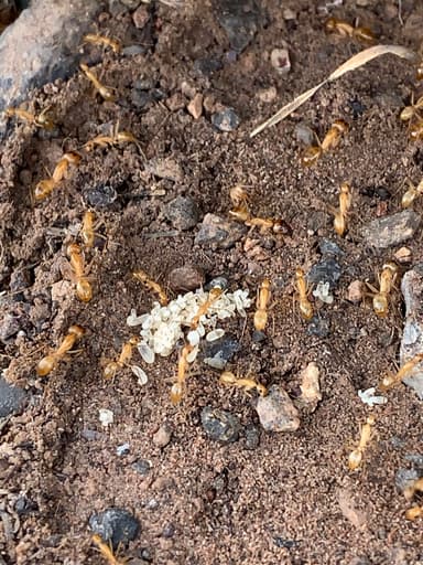 Camponotus fragilis photo 35
