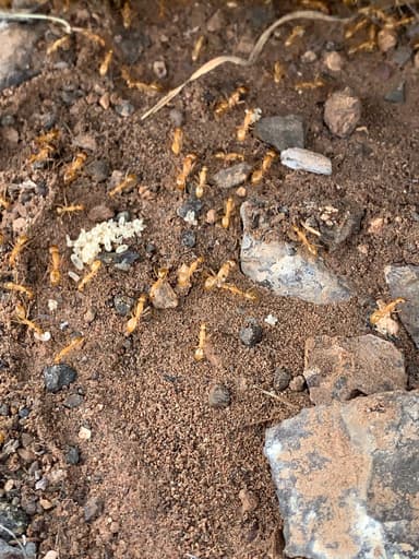 Camponotus fragilis photo 36