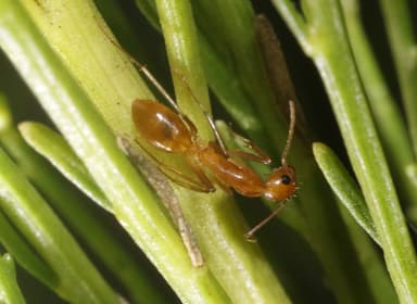 Camponotus fragilis photo 37