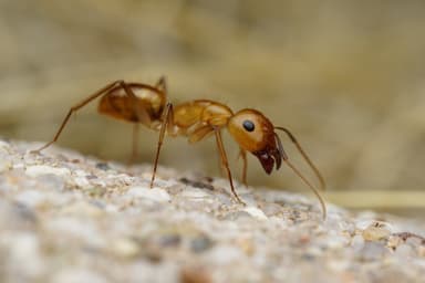 Camponotus fragilis photo 38