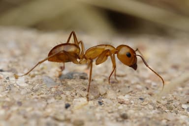 Camponotus fragilis photo 39