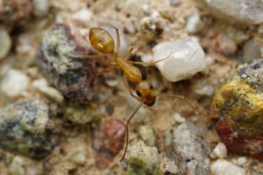Camponotus fragilis photo 40