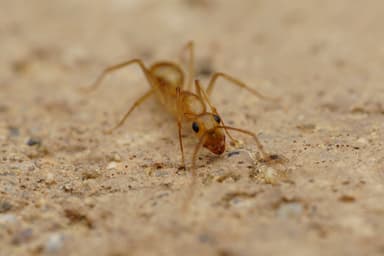 Camponotus fragilis photo 41