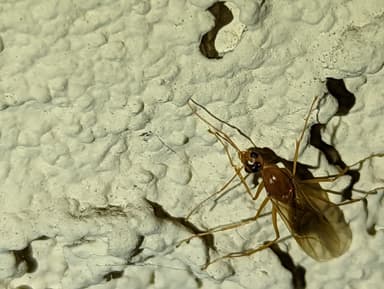 Camponotus fragilis photo 44