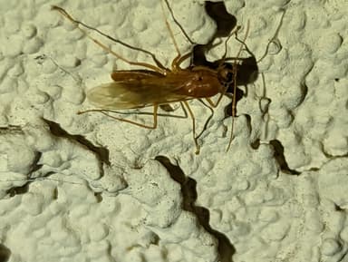 Camponotus fragilis photo 45