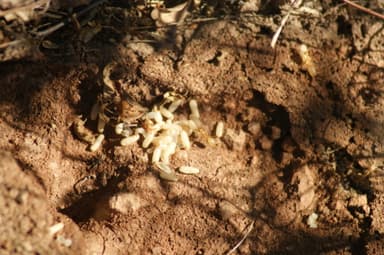 Camponotus fragilis photo 46